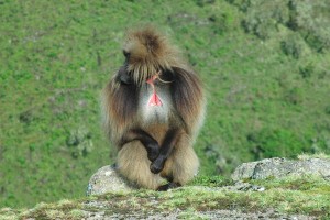 Gelado Baboons