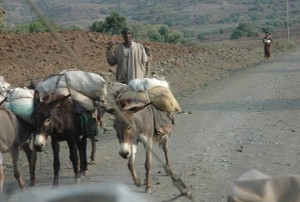Beasts of burden