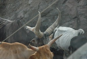 Watusi cattle